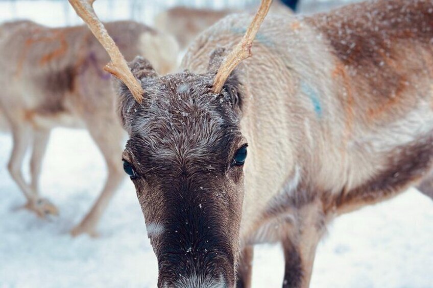 A reindeer with antlers in a snowy environment. 5