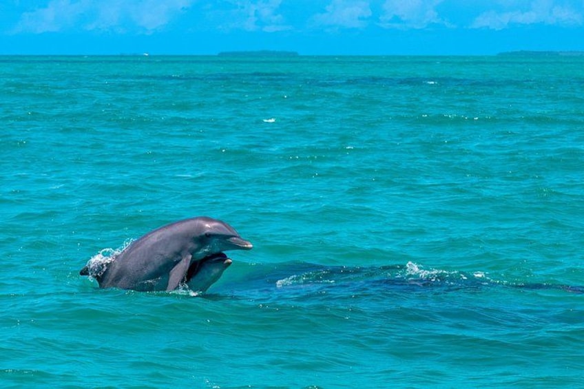 Cruising each way through the south-side wild dolphin playground! 1