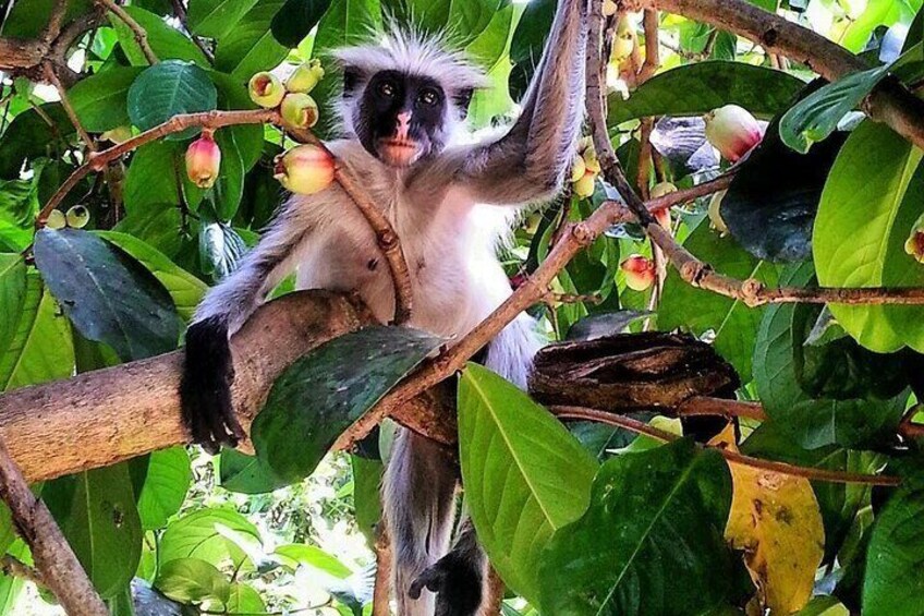 A monkey on a tree branch with green leaves and fruit. 1