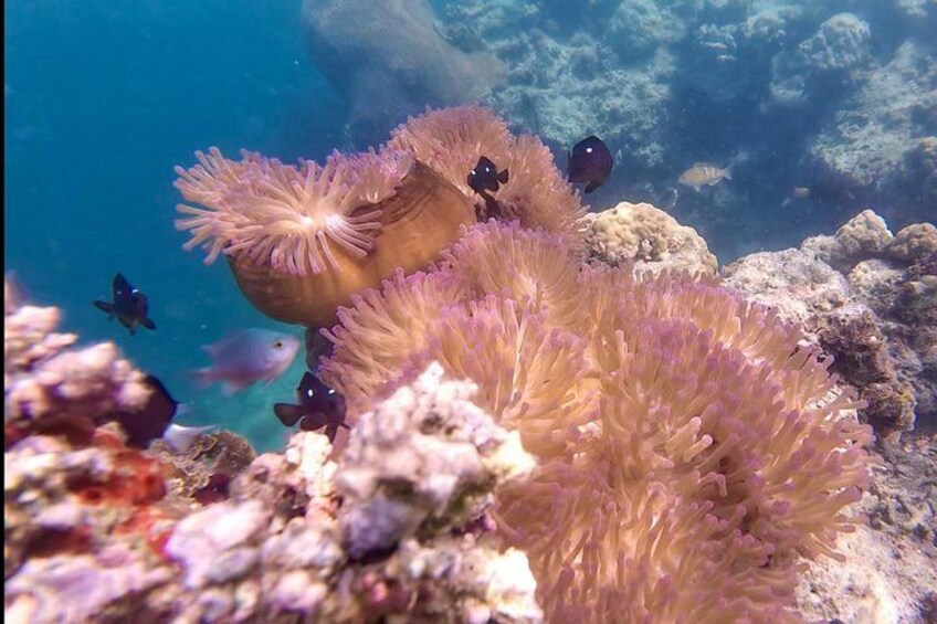 Fiji’s Best Dolphins tour and Snorkeling Adventure 3