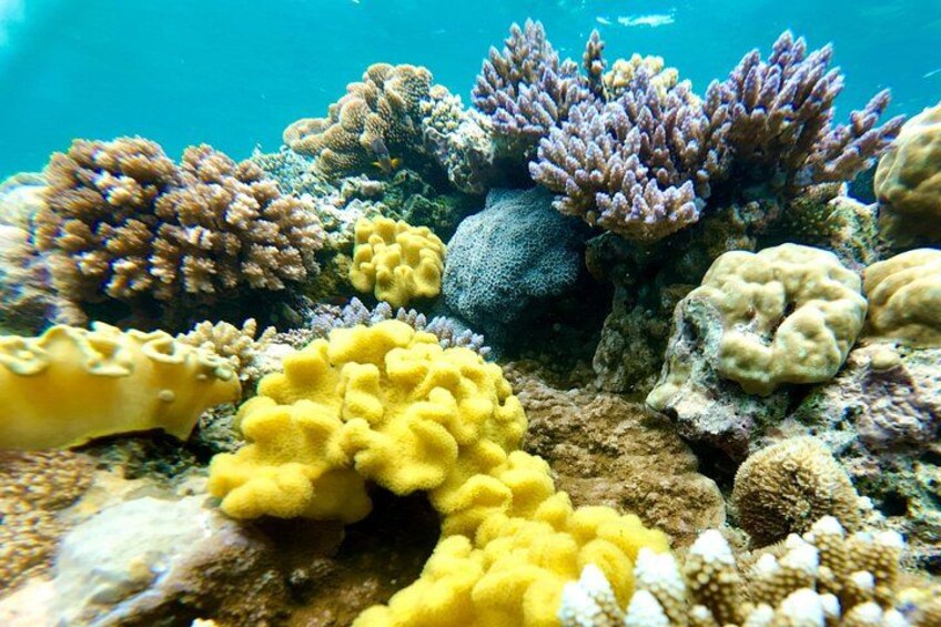 Fiji’s Best Dolphins tour and Snorkeling Adventure 2