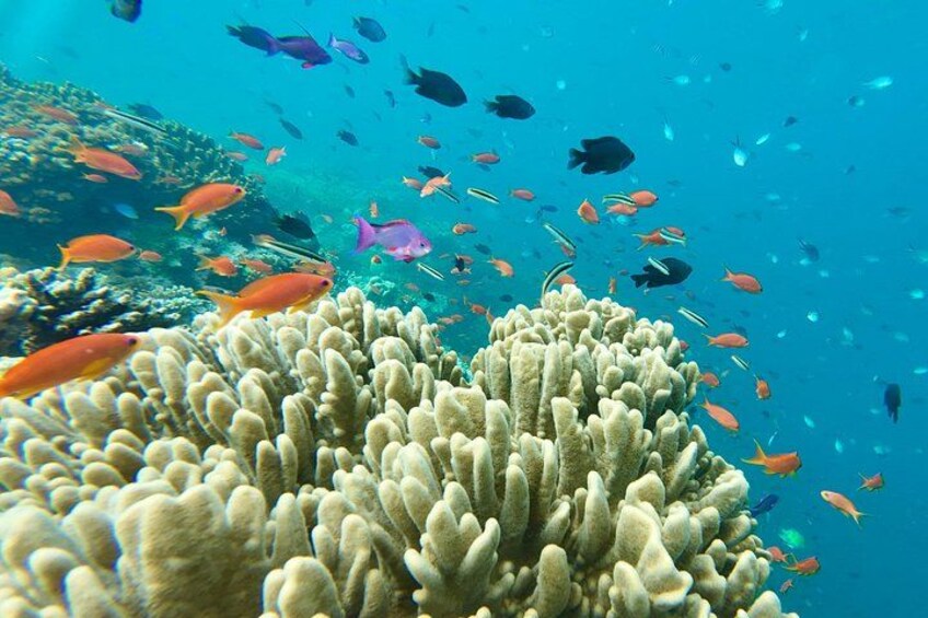Fiji’s Best Dolphins tour and Snorkeling Adventure 5