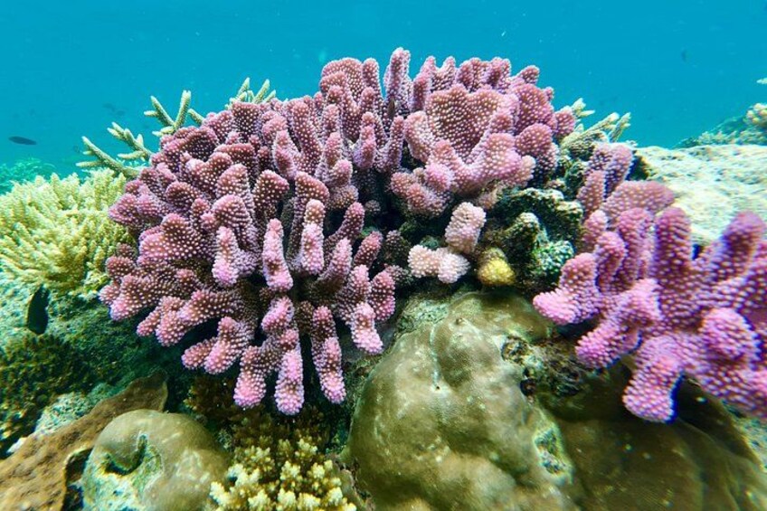 Fiji’s Best Dolphins tour and Snorkeling Adventure 4