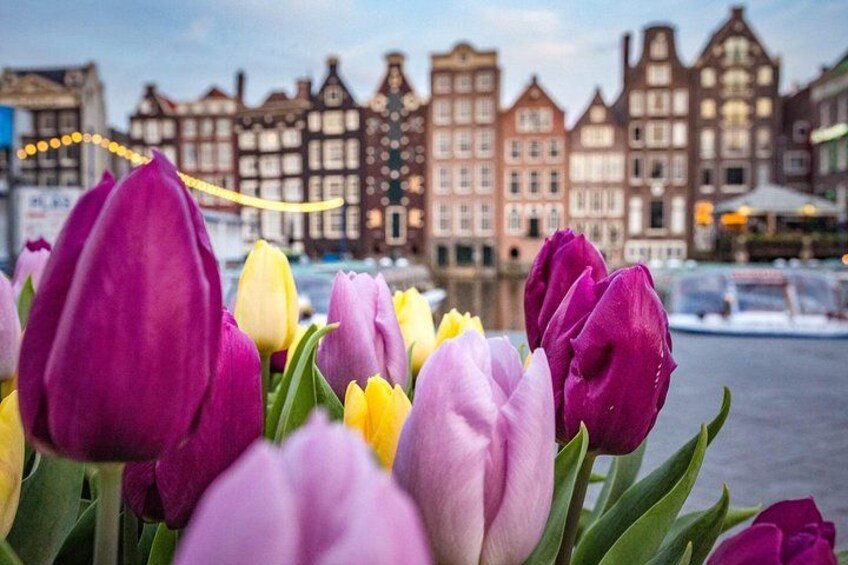 Tulpen vor historischen Gebäuden an einem Gewässer. 4