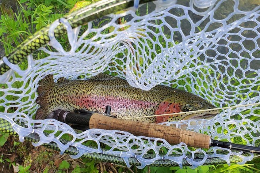 Rainbow Trout on the fly & in the net! 2