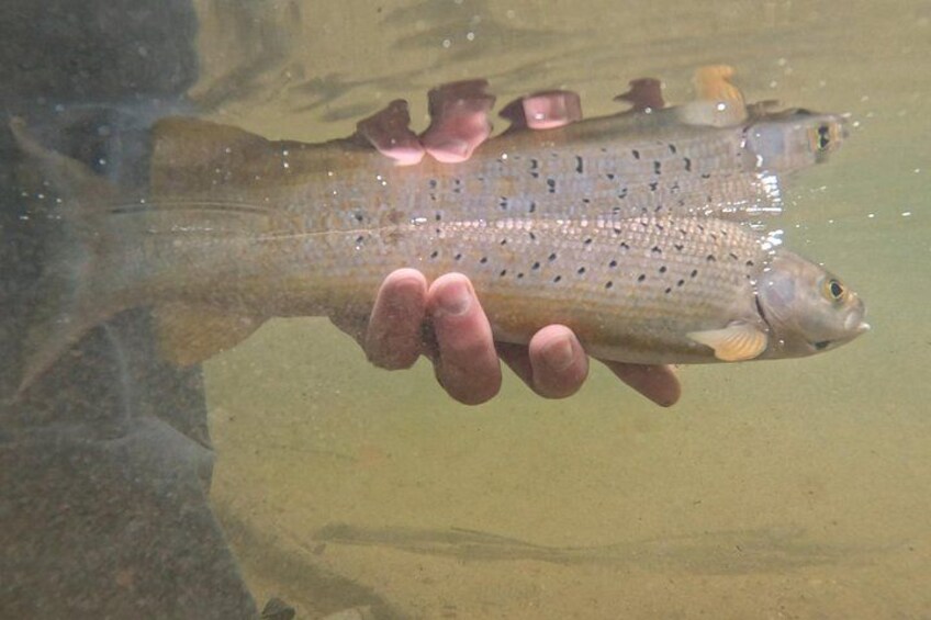 Releasing a beautiful Arctic Grayling. 3