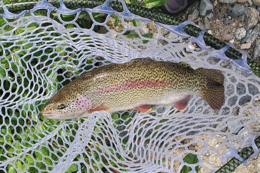 Beautiful Rainbow Trout caught with Alaska Adventure Guides! 2