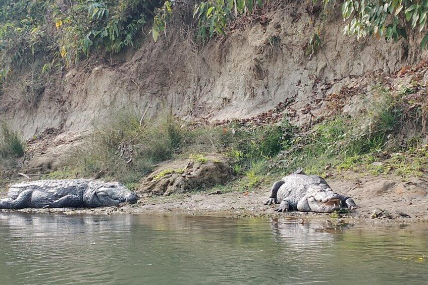 A crocodile resting by a riverbank. 2