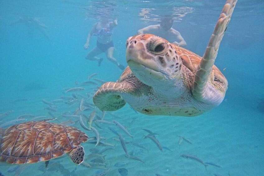 A sea turtle swimming underwater with a diver in the background. 3