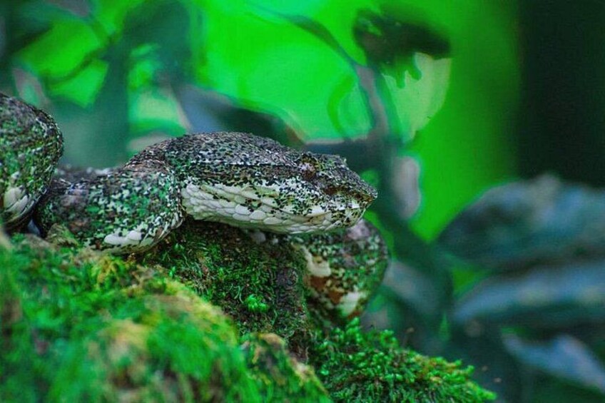 Monteverde Night Walk: Wildlife & Expert guide 1