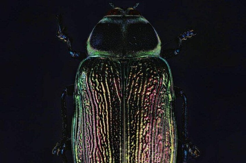 Monteverde Night Walk: Wildlife & Expert guide 5