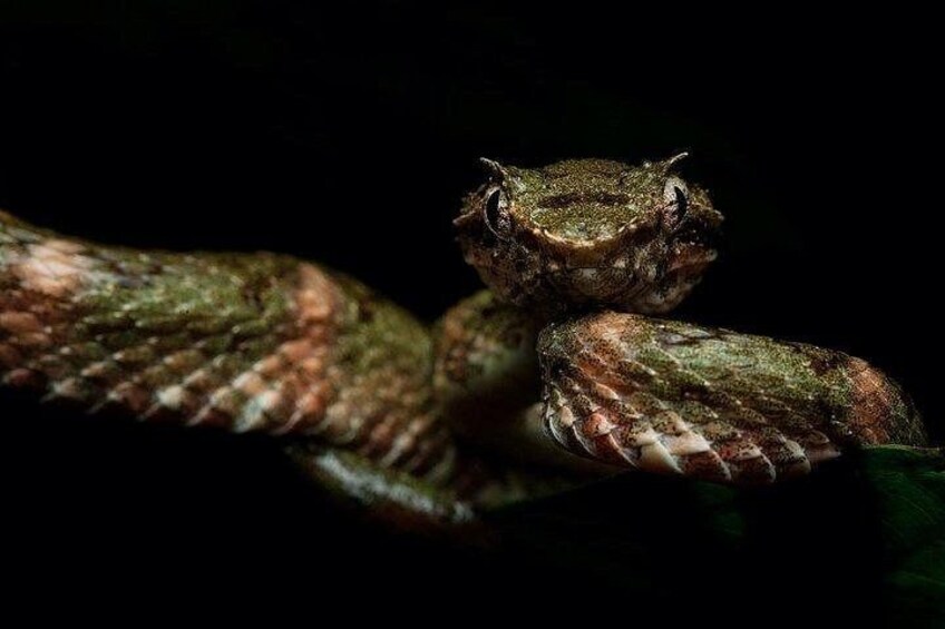 Monteverde Night Walk: Wildlife & Expert guide 4