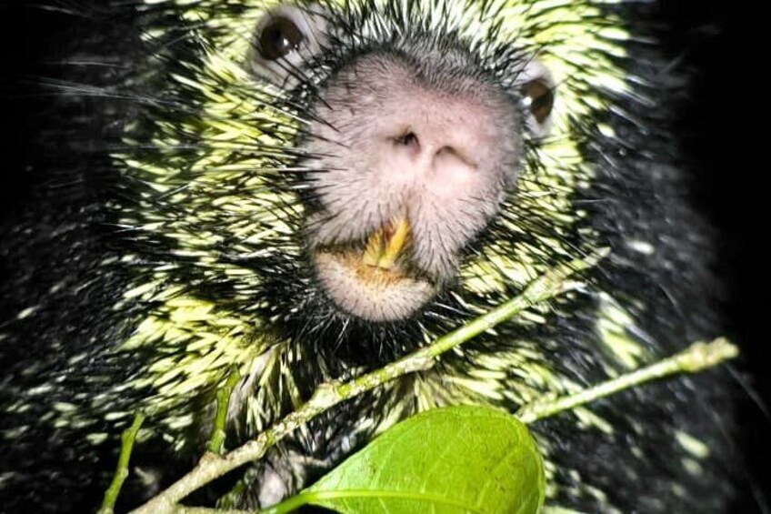 Monteverde Night Walk: Wildlife & Expert guide 2