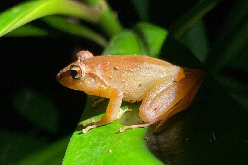 Monteverde Night Walk: Wildlife & Expert guide 3