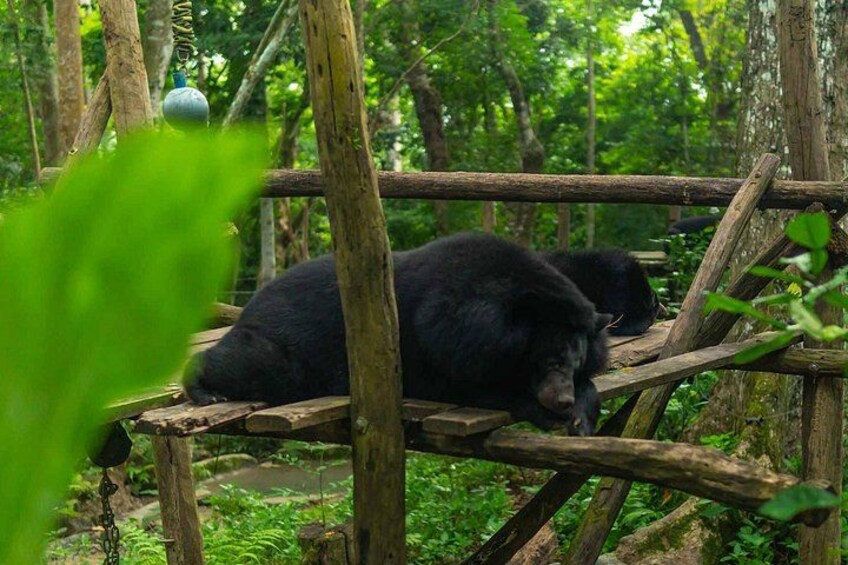 Kuang Si Waterfall, Tree Top Cafe, Ziplining with Lunch 4