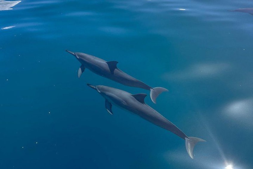 Two dolphins swimming in clear blue water. 4