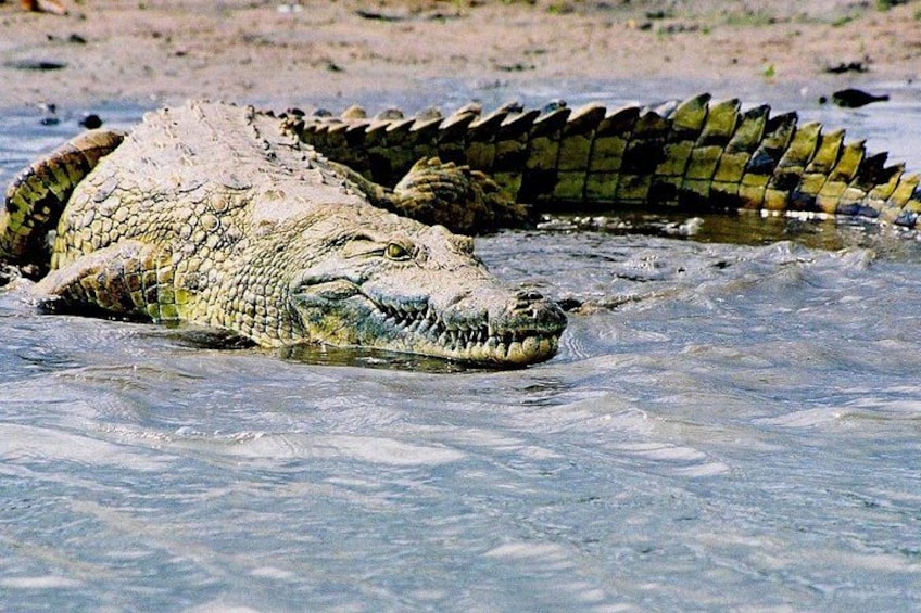 Ein Krokodil, teilweise im Wasser versunken. 3