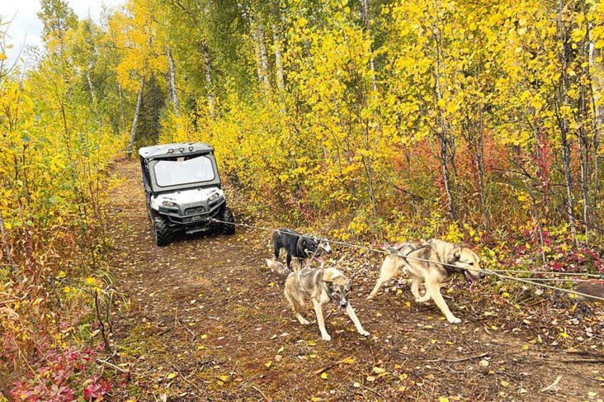 A forest path with a vehicle and two dogs. 2