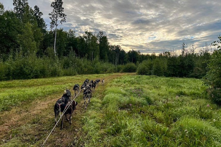 A group of dogs on leashes walking along a dirt path in a grassy field. 2
