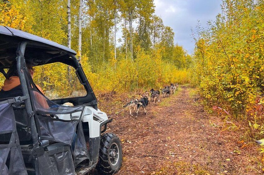 Dryland Dog Sled Tour 3