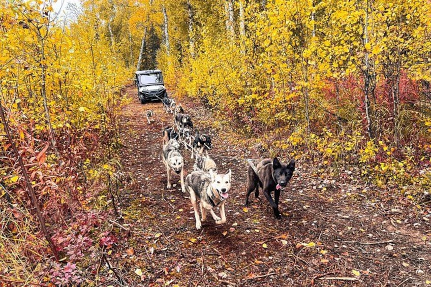 A group of dogs on a forest trail with autumn foliage. 3