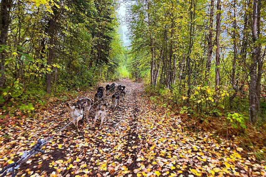 Dryland Dog Sled Tour 4