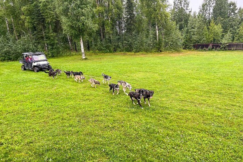 Dryland Dog Sled Tour 2