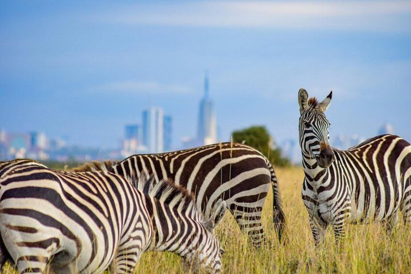 Zebras grazing in a field with a city skyline in the background. 3