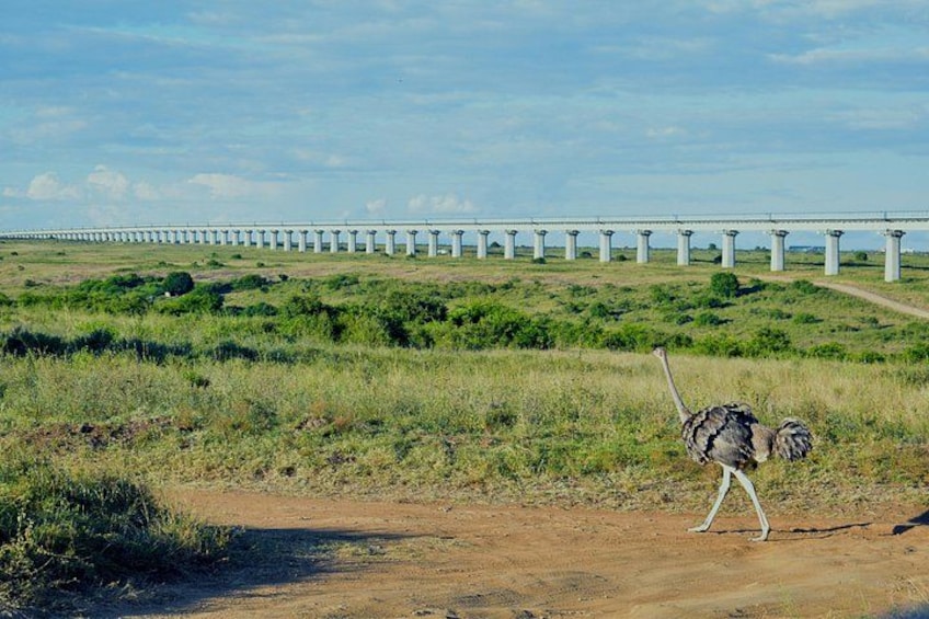 An ostrich walking on a dirt path with a bridge in the background. 2