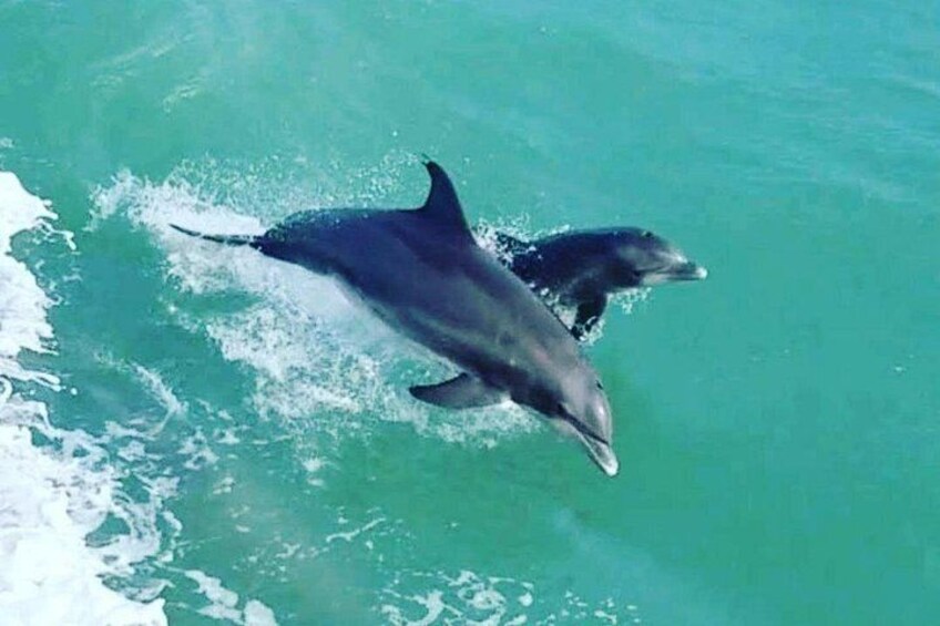 Dolphins Swimming Along Side the Boat 3
