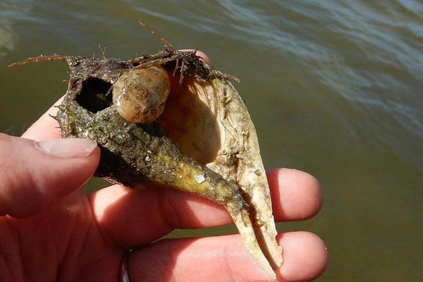 A hand holding a shell with a partially open interior, revealing a small object inside. 2