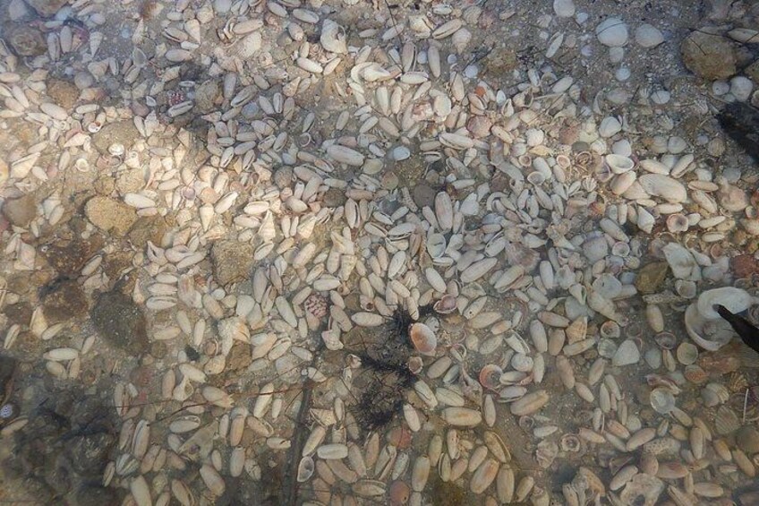 A seabed covered with numerous small, white shells. 3