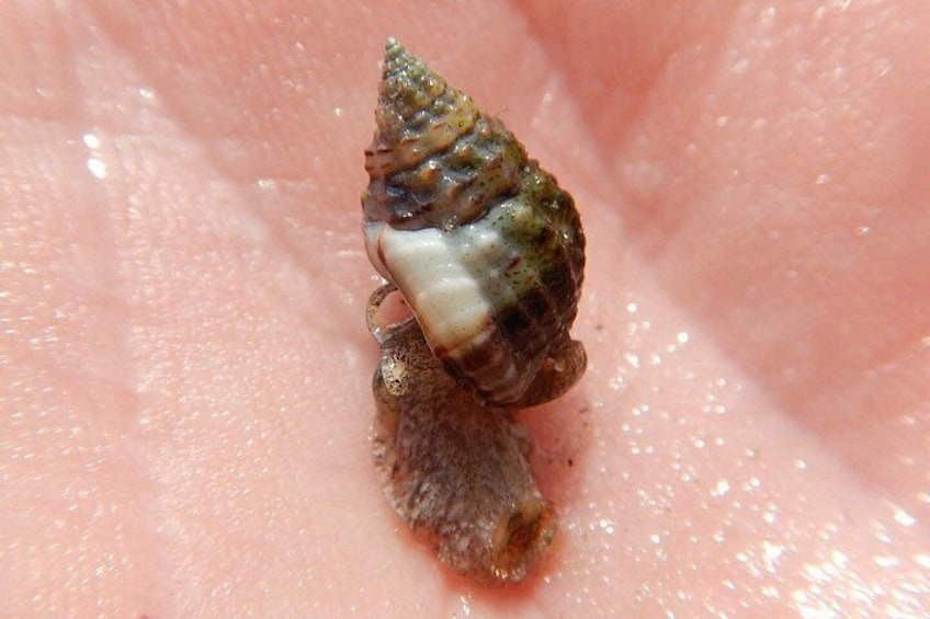 Un caracol sobre la piel humana. 5