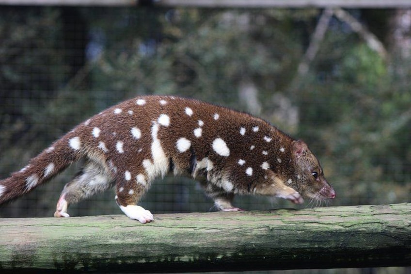 A spotted animal walking on a wooden surface. 4