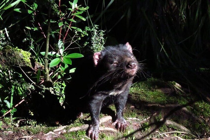 A black animal with a bushy tail standing in a natural setting with greenery and rocks. 5