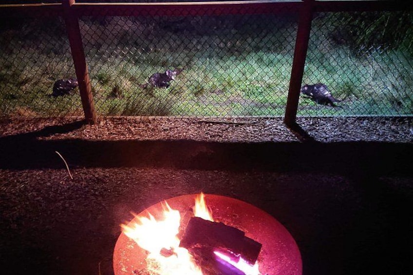 A fire pit with flames, a chain-link fence, and a grassy area with animals. 2