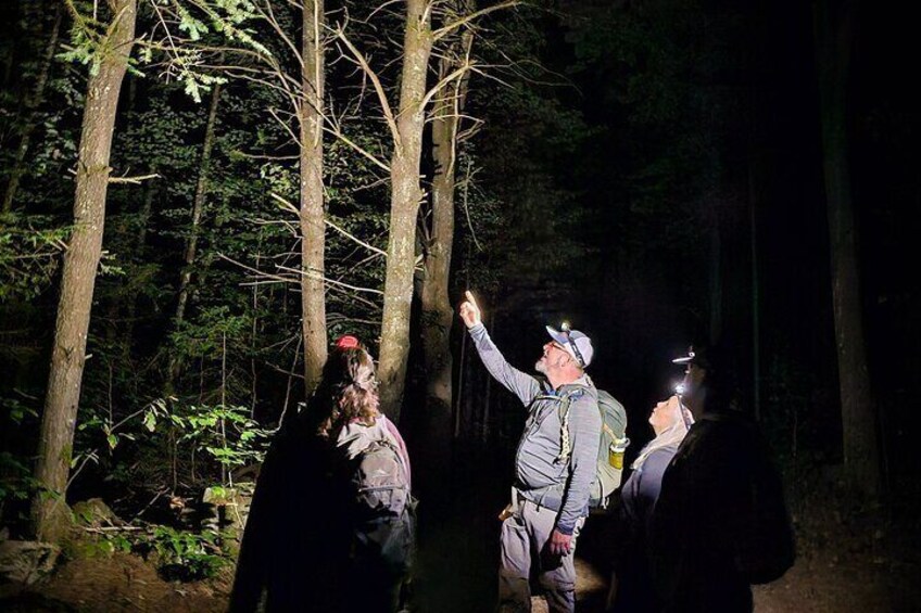 A group of people hiking in a forest at night. 1