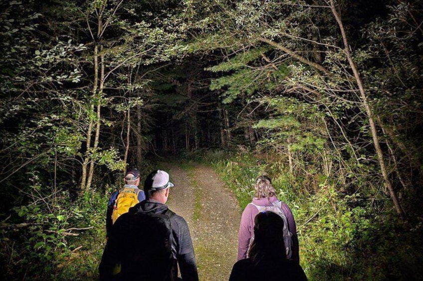 A group of hikers on a forest trail surrounded by dense trees. 2