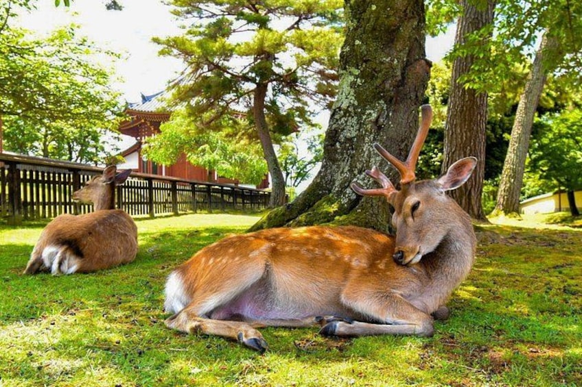 Katsuo-ji Temple x Minoo Falls x Arashiyama Bamboo Forest x Todai-ji Temple & Nara Park 1