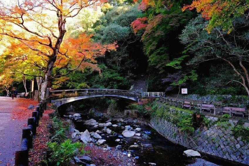 Katsuo-ji Temple x Minoo Falls x Arashiyama Bamboo Forest x Todai-ji Temple & Nara Park 4