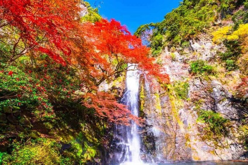 Katsuo-ji Temple x Minoo Falls x Arashiyama Bamboo Forest x Todai-ji Temple & Nara Park 3