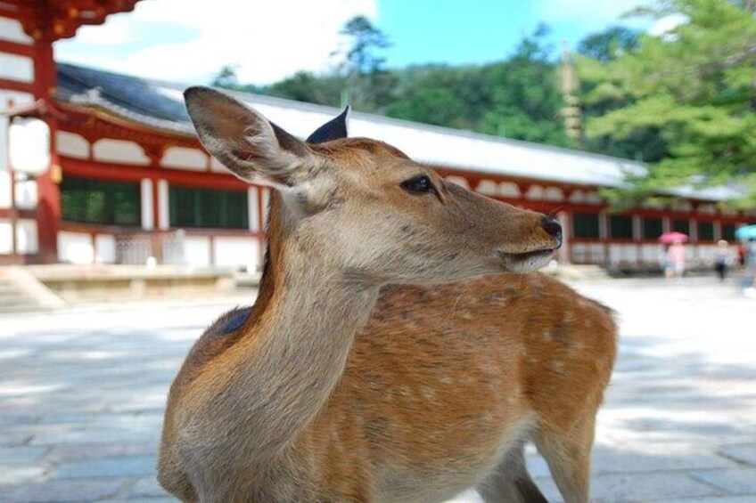 Katsuo-ji Temple x Minoo Falls x Arashiyama Bamboo Forest x Todai-ji Temple & Nara Park 4