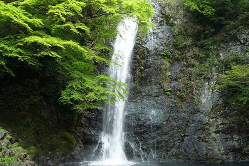 Katsuo-ji Temple x Minoo Falls x Arashiyama Bamboo Forest x Todai-ji Temple & Nara Park 2