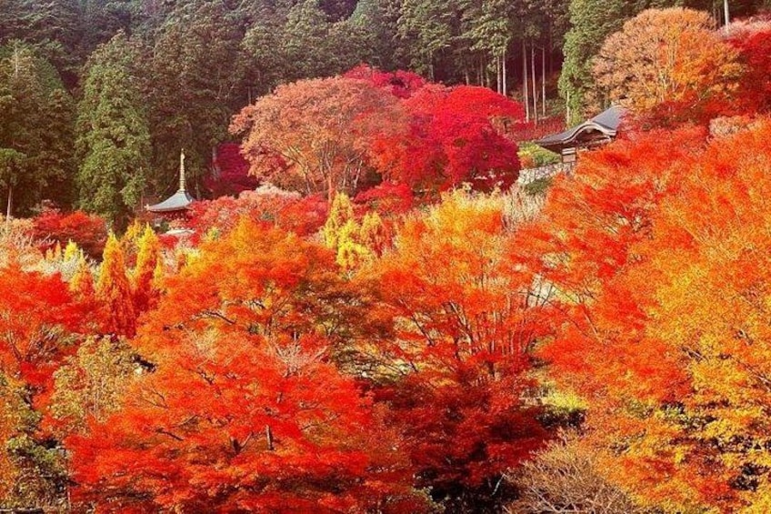 Katsuo-ji Temple x Minoo Falls x Arashiyama Bamboo Forest x Todai-ji Temple & Nara Park 5