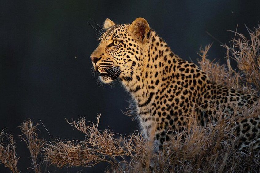 A leopard with a dark background. 2
