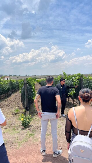 A vineyard with rows of grapevines and a clear sky. 3