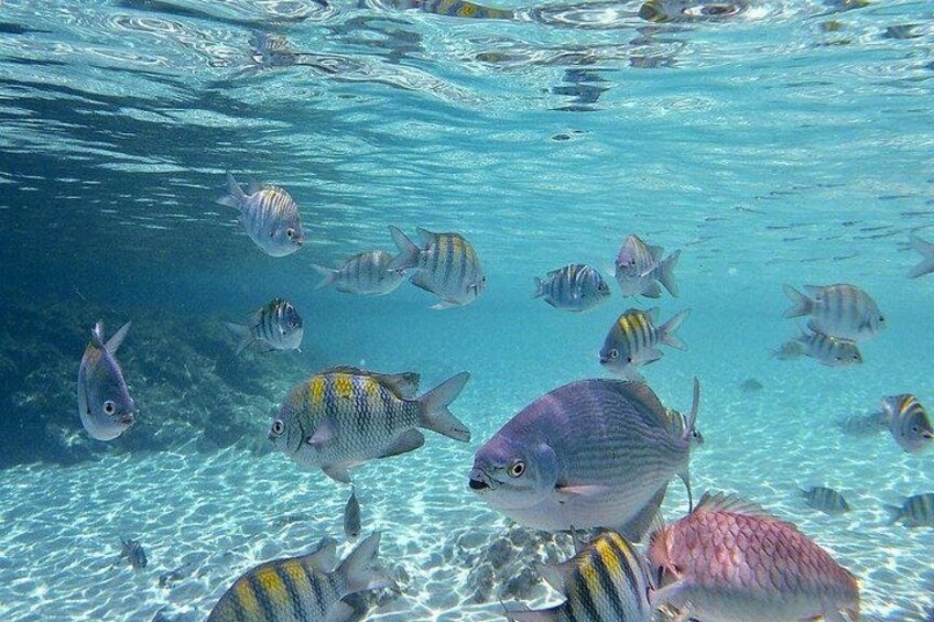 A school of fish swimming underwater. 2