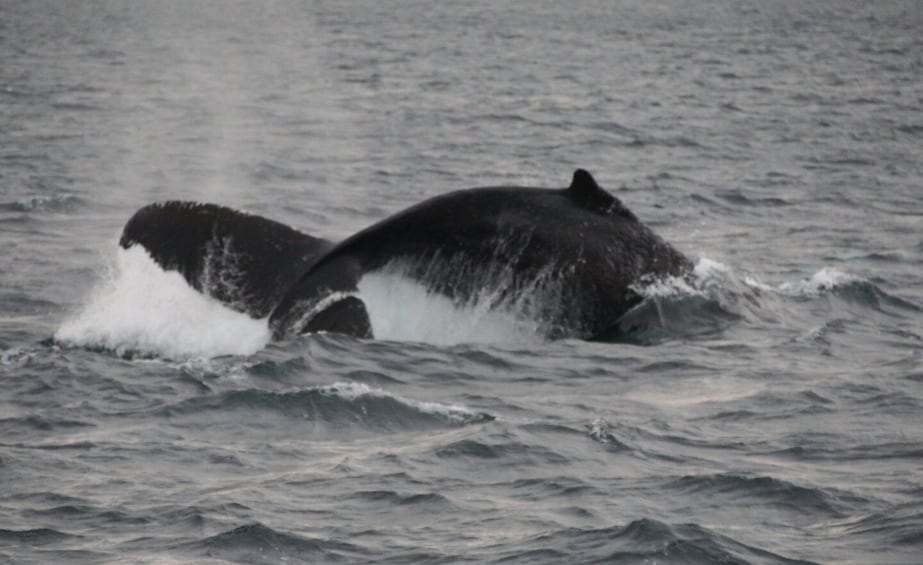 A whale breaching the water's surface. 3