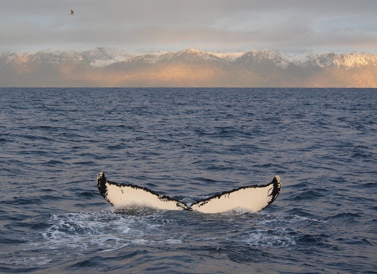 A whale's tail breaching the ocean surface. 1