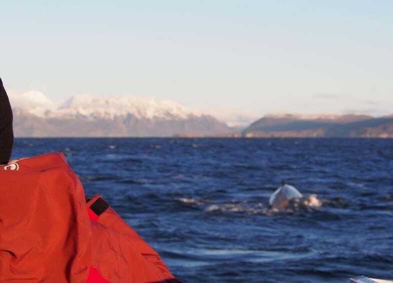 A person in a red jacket on a boat with a whale in the water and mountains in the background. 4